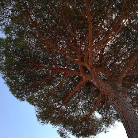 Li Specchi *